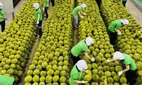 Việt Nam trong cuộc đua khốc liệt giành thị phần sầu riêng tại Trung Quốc 