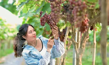 Giới trẻ thích thú check in nông trại nho trĩu quả ở ngoại thành Hà Nội